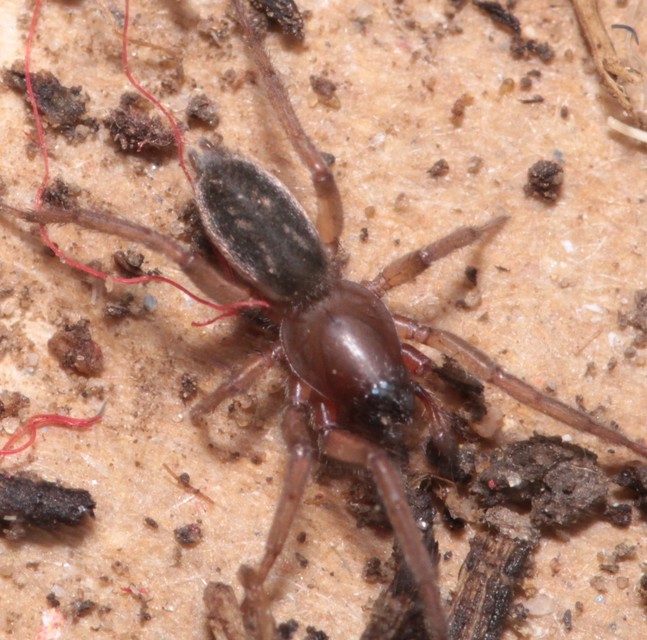 Haplodrassus