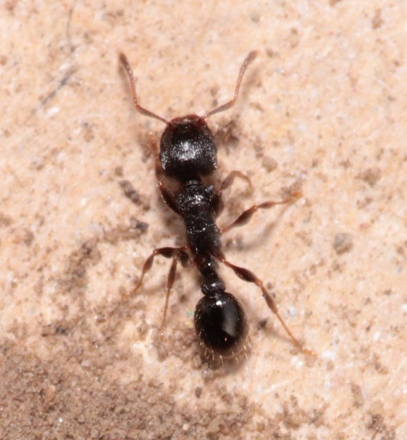 Tetramorium