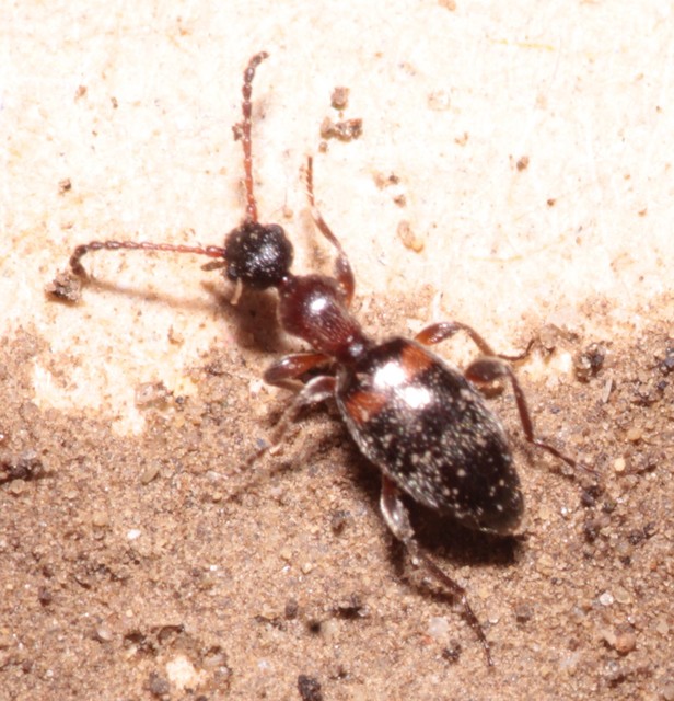 Anthelephila pedestris - hangyaszerű fürgebogár