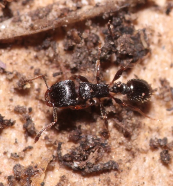 Tetramorium