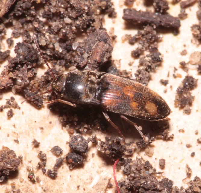 Drasterius bimaculatus - változékony pattanó