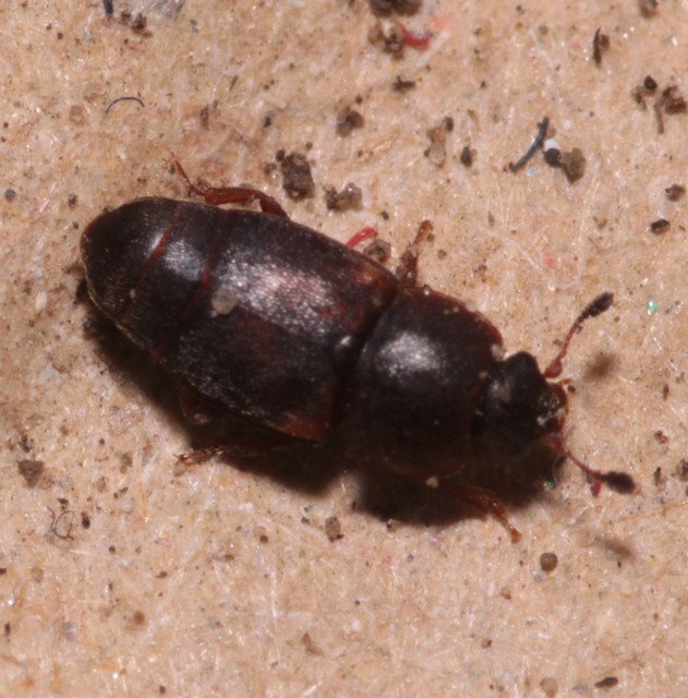 Urophorus humeralis - vállfoltos gyümölcsfénybogár Urophorus humeralis - vállfoltos gyümölcsfénybogár