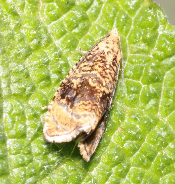 Celypha lacunana - vízparti tükrösmoly