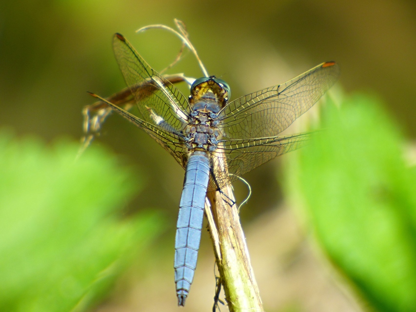 Orthetrum coerulescens - karcsú pásztorszitakötő