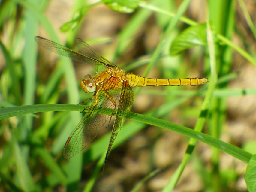 Orthetrum coerulescens - karcsú pásztorszitakötő