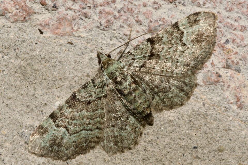 Pasiphila rectangulata - almavirág-araszoló