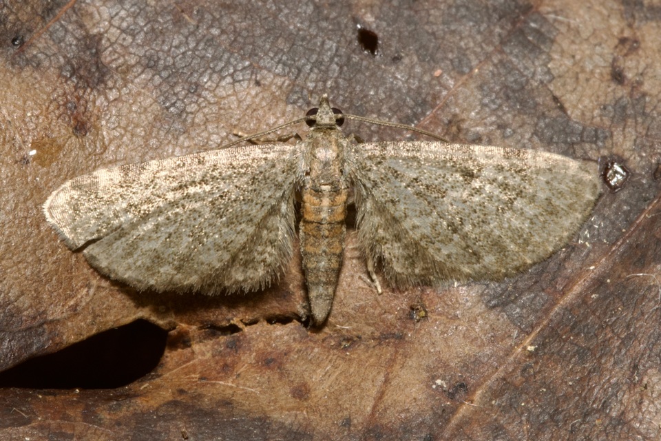 Eupithecia haworthiata - rozsdástestű törpearaszoló