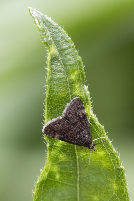 Heliothela wulfeniana - fényes kormosmoly