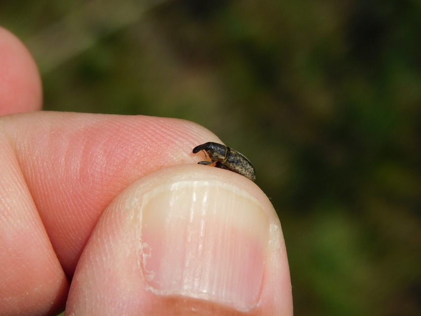 Lixus brevipes - vaskosorrú dudvabarkó