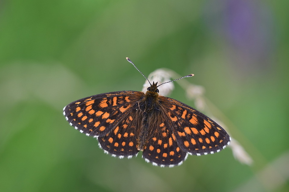 Melitaea aurelia - recés tarkalepke