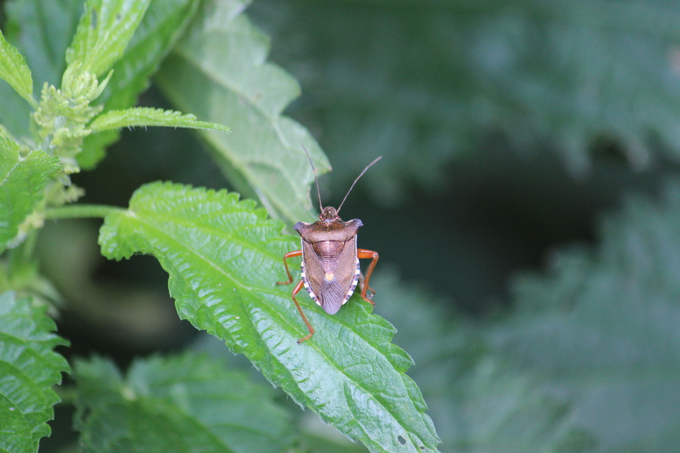 Pentatoma rufipes - vöröslábú címerespoloska Pentatoma rufipes - vöröslábú címerespoloska