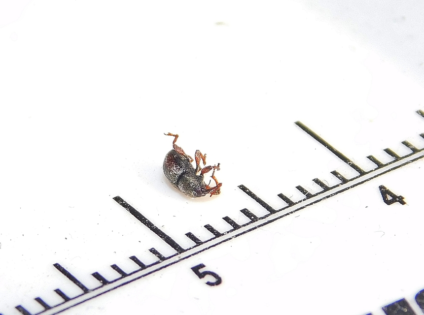 Tychius quinquepunctatus - borsó-tímárormányos