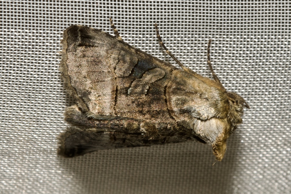 Abrostola tripartita - szürkeövű csalánbagoly