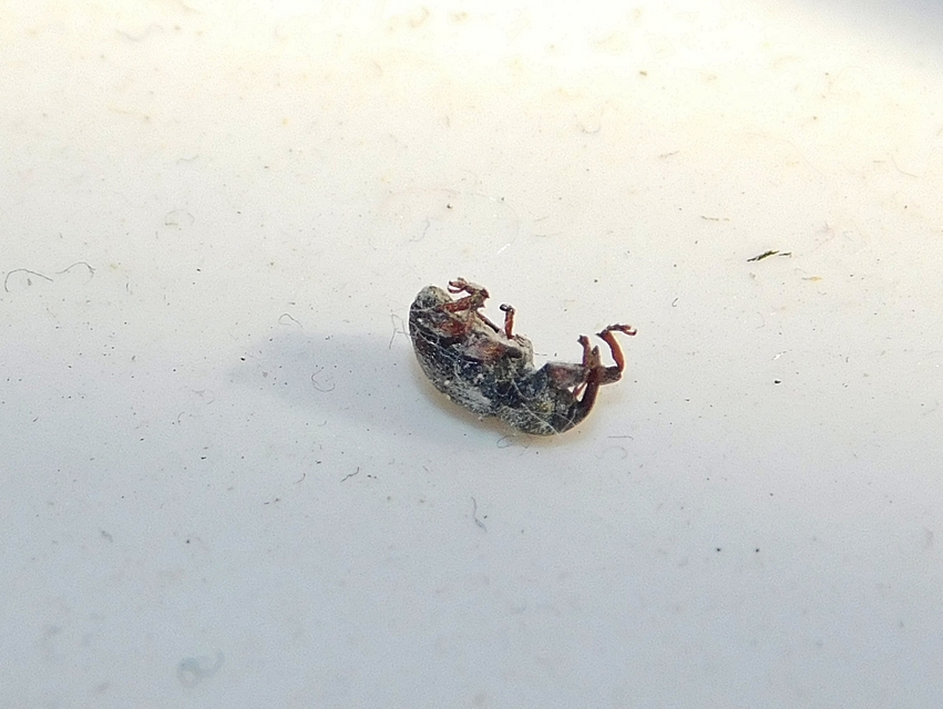 Tychius quinquepunctatus - borsó-tímárormányos