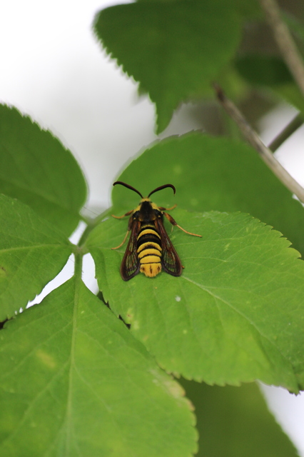 Sesia apiformis - darázslepke