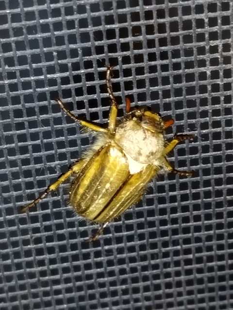 Amphimallon solstitiale - bordás sárgacserebogár