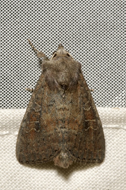 Parastichtis suspecta - sötét erdeibagoly