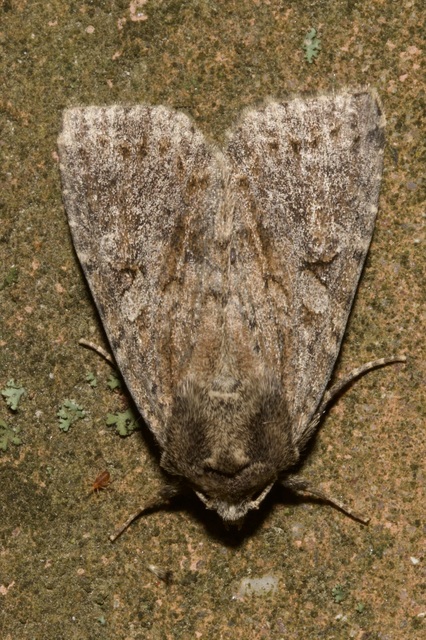Apterogenum ypsillon - ipszilon-erdeibagoly