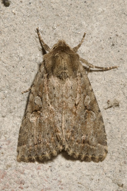 Apterogenum ypsillon - ipszilon-erdeibagoly