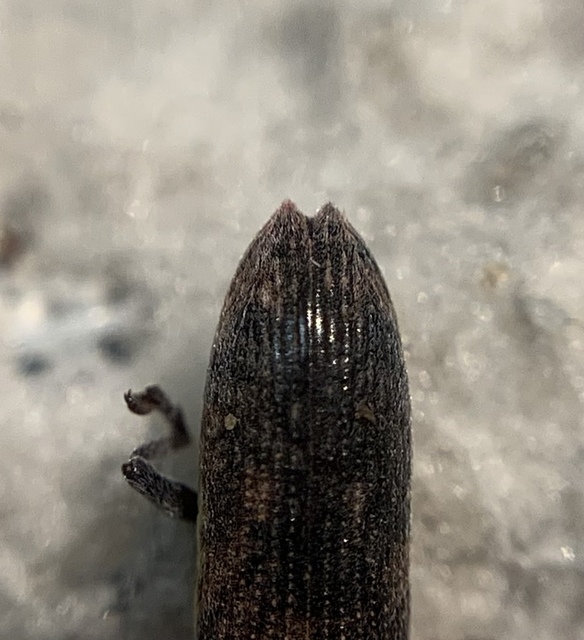 Lixus cinerascens - hamvas dudvabarkó