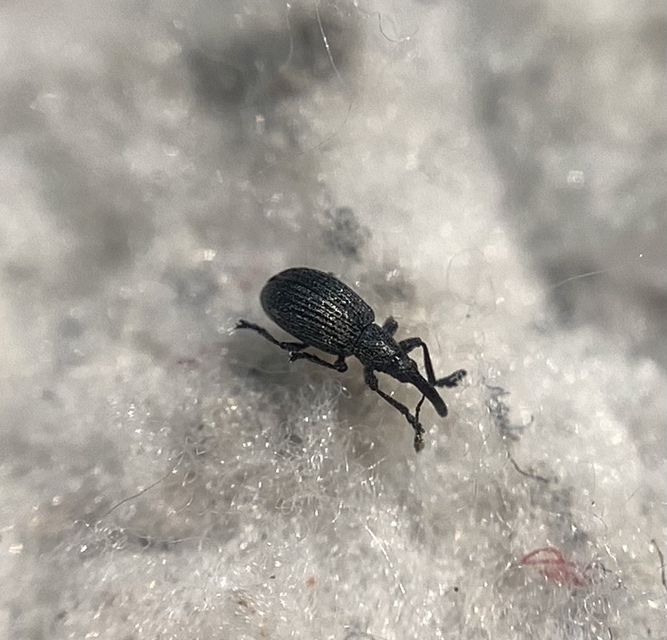 Ischnopterapion loti - szarvaskerep-cickányormányos