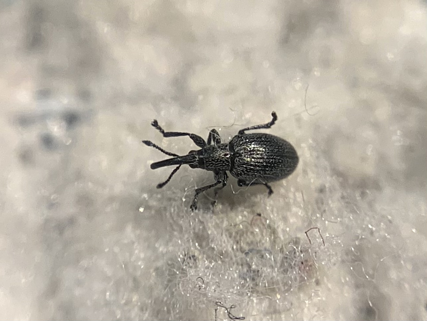 Diplapion confluens - vésetthomlokú cickányormányos