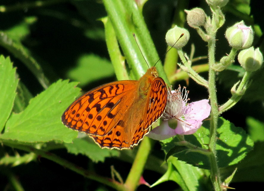 Argynnis adippe - ezüstös gyöngyházlepke