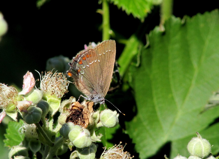Satyrium ilicis - tölgyfa-csücsköslepke