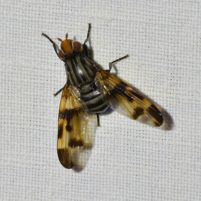 Otites levigata