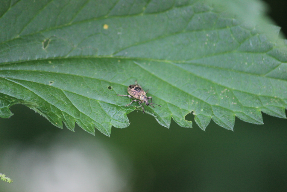 Phyllobius pomaceus - csalán-levélormányos