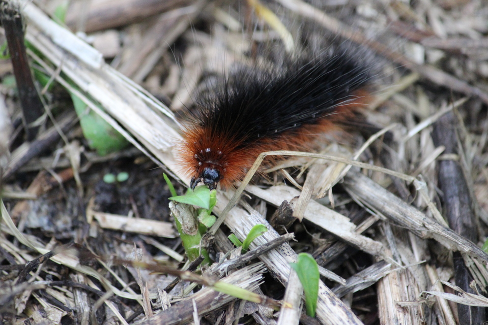 Arctia caja - közönséges medvelepke
