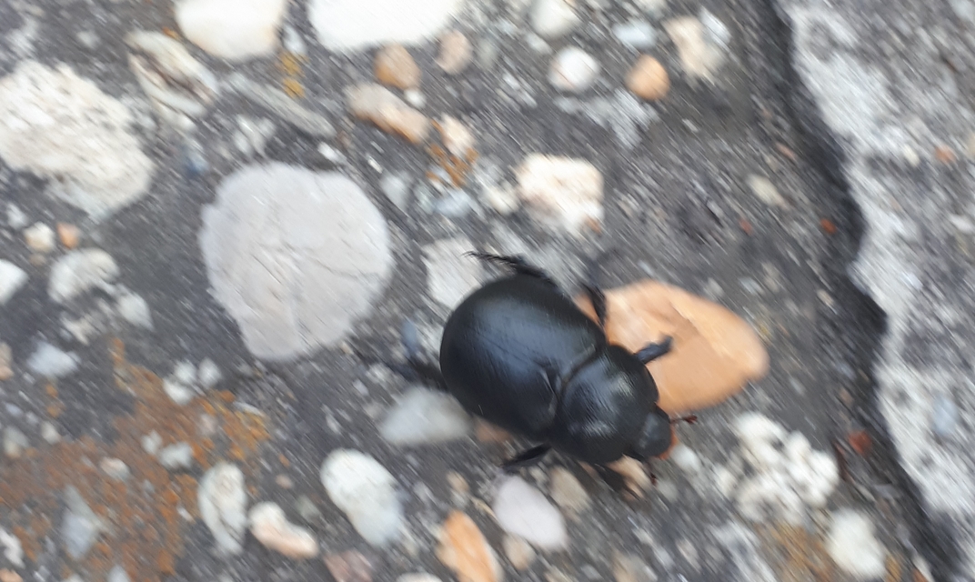 Pentodon idiota - butabogár
