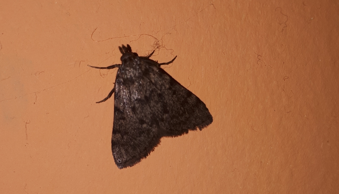 Aglossa pinguinalis - zsiradékmoly