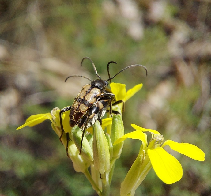 Pachytodes erraticus - rajzos virágcincér