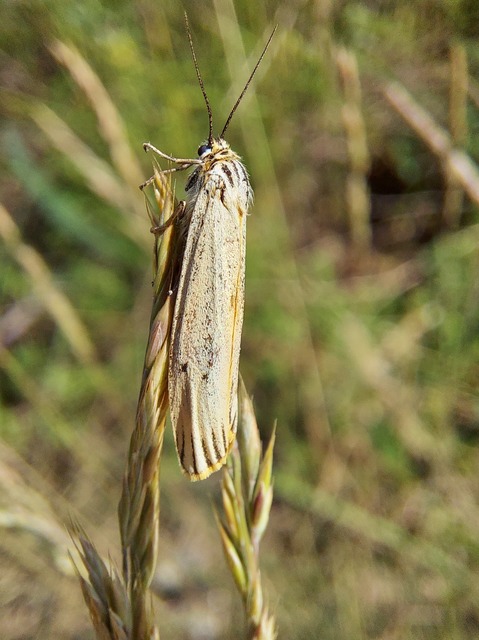 Spiris striata - csíkos molyszövő