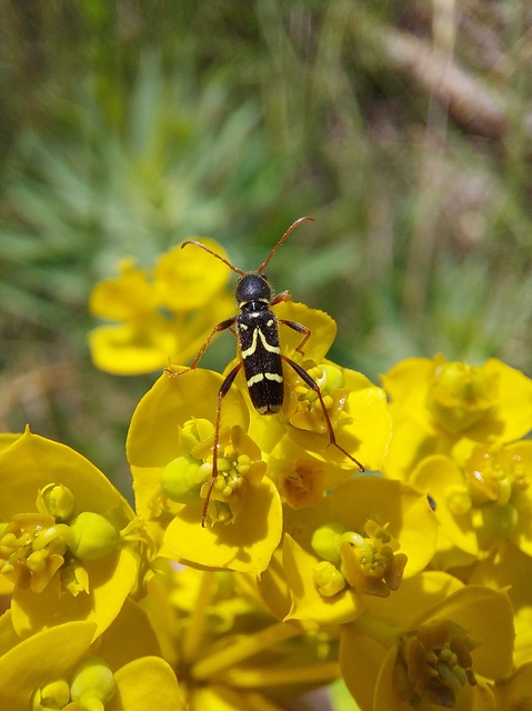 Clytus rhamni - benge-darázscincér