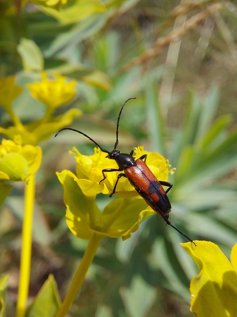 Stenurella bifasciata - kétöves karcsúcincér