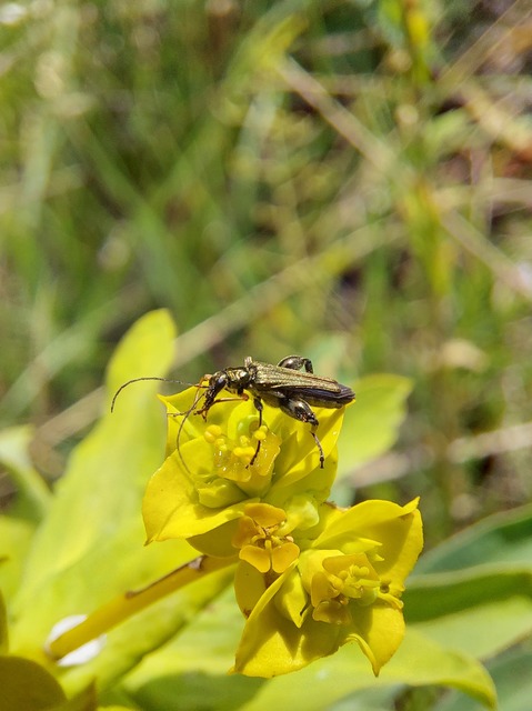 Oedemera flavipes - sárgalábú álcincér Oedemera flavipes - sárgalábú álcincér