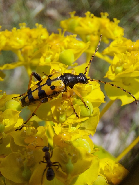 Rutpela maculata - tarkacsápú karcsúcincér