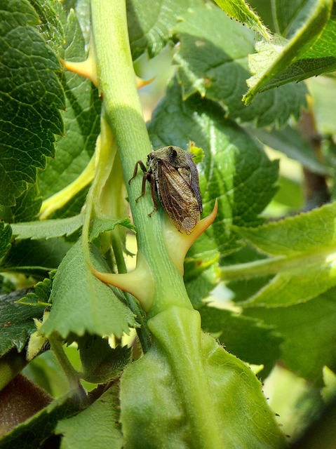 Centrotus cornutus - szarvaskabóca