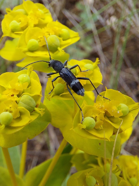 Chlorophorus figuratus - rajzos darázscincér