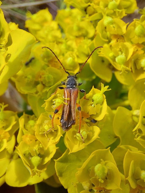 Stenopterus rufus - tarkacsápú keskenyfedőscincér
