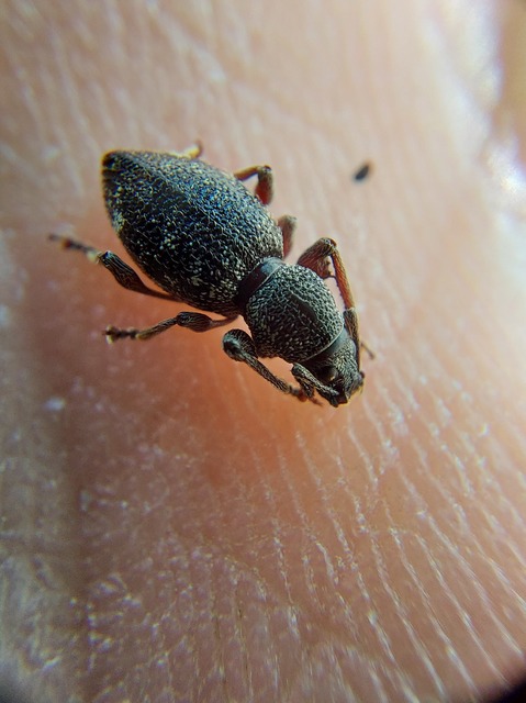 Otiorhynchus fullo - aranypikkelyes gyalogormányos