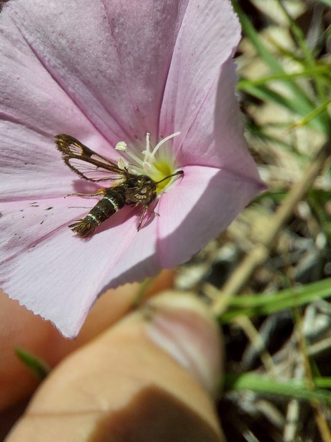 Sesiidae - szitkárfélék