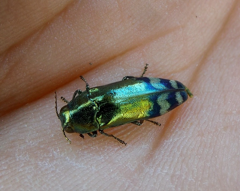 Coraebus fasciatus - szalagos díszbogár Coraebus fasciatus - szalagos díszbogár