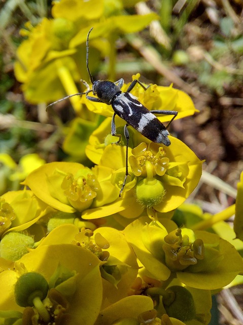 Chlorophorus figuratus - rajzos darázscincér