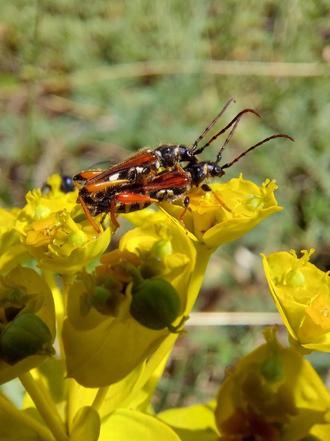 Stenopterus rufus - tarkacsápú keskenyfedőscincér