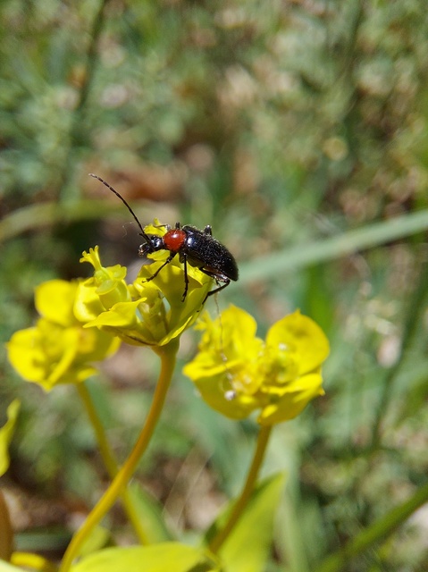 Dinoptera collaris - vörösnyakú virágcincér