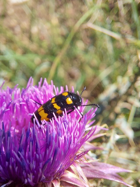 Mylabris variabilis - szalagos hólyaghúzó Mylabris variabilis - szalagos hólyaghúzó