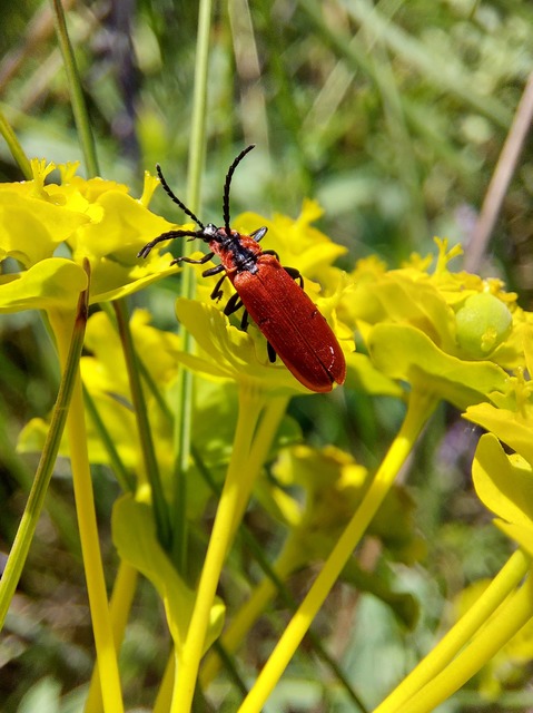 Lygistopterus sanguineus - vérbogár